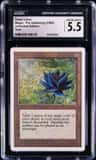 Black Lotus