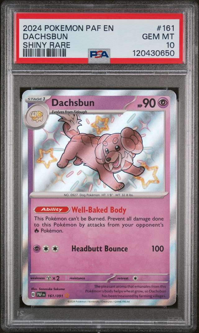 Dachsbun