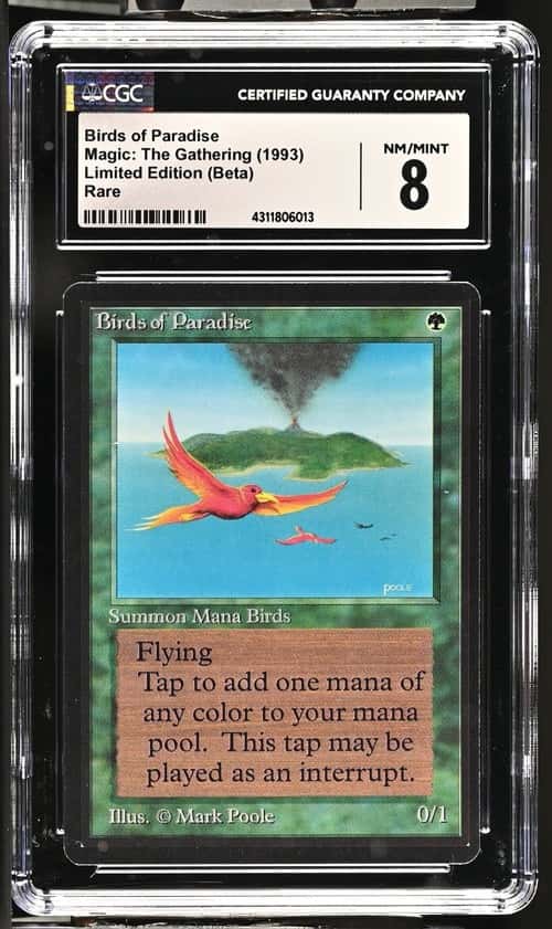 Birds of Paradise