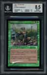 Elvish Champion