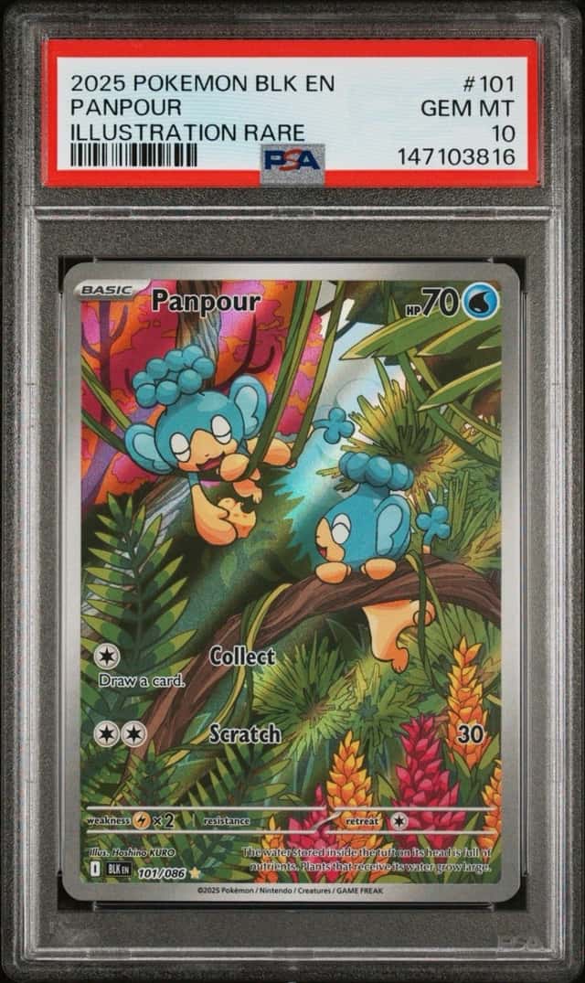 Panpour