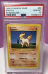 Ponyta