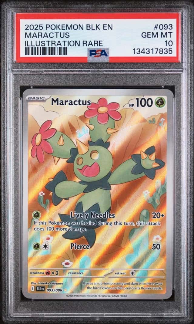 Maractus