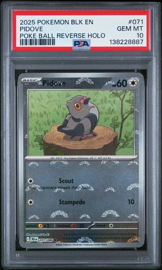 Pidove