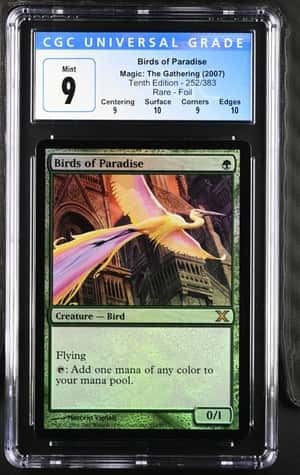 Birds of Paradise