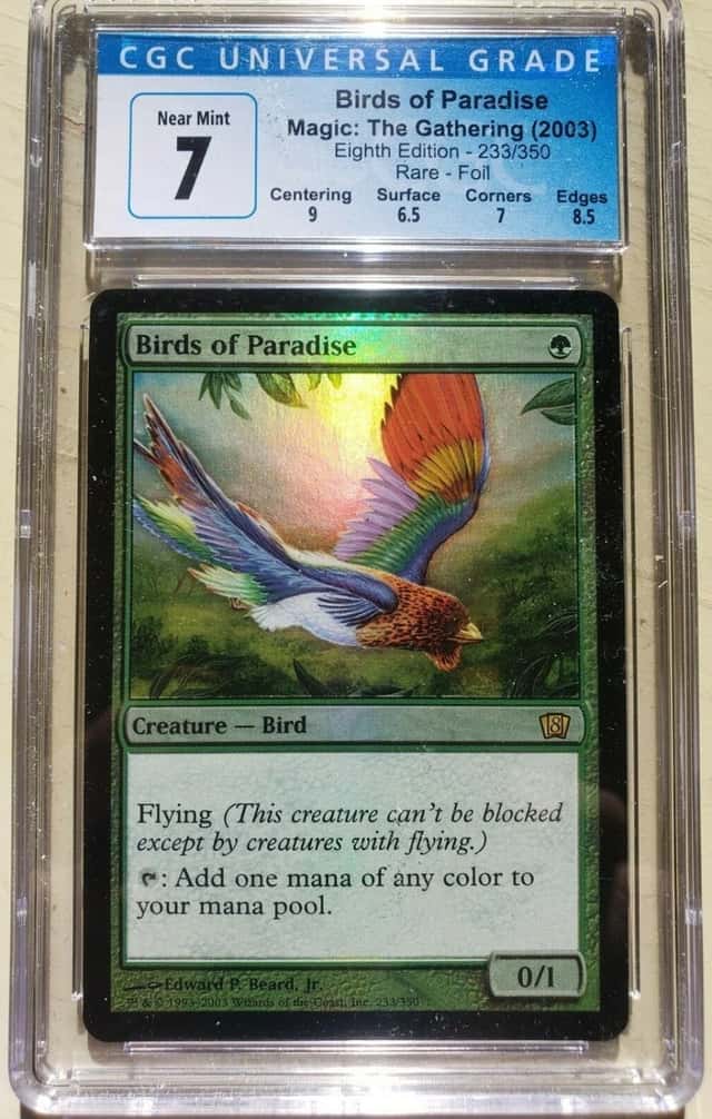 Birds of Paradise