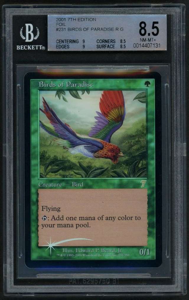 Birds of Paradise R :G: