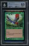 Birds Of Paradise R :g: