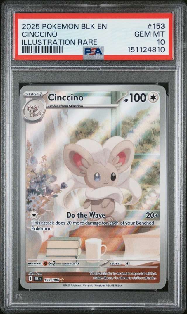 Cinccino