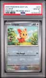 Lillipup