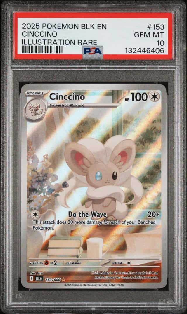Cinccino