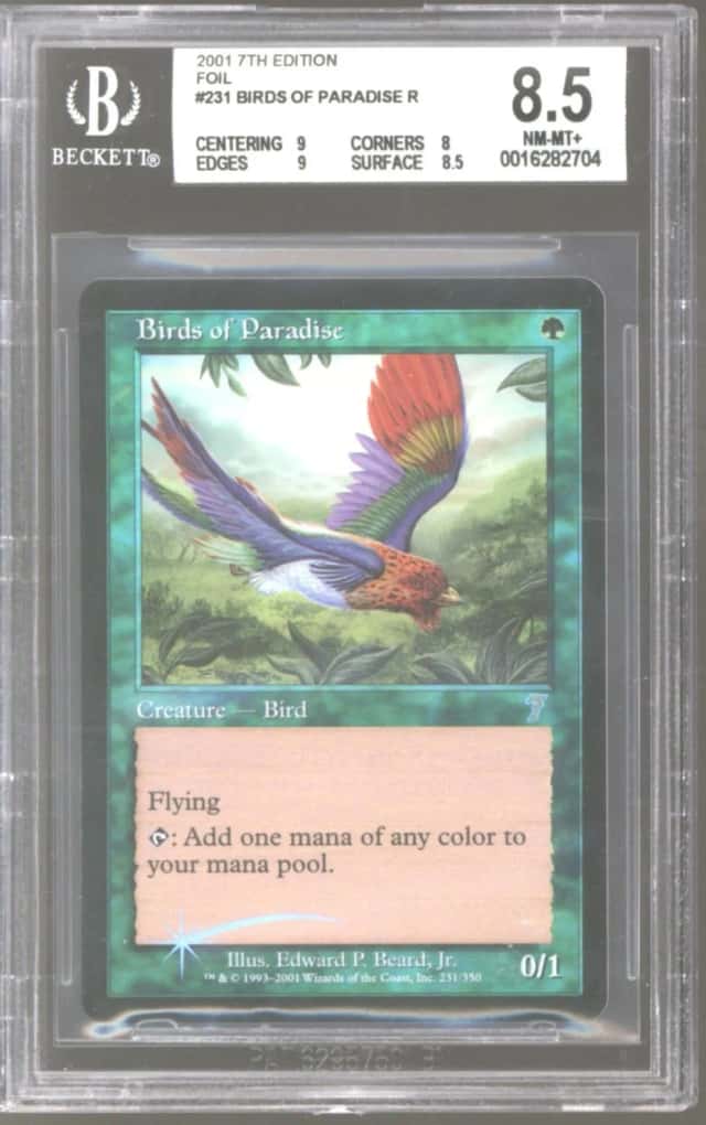 Birds of Paradise R :G: