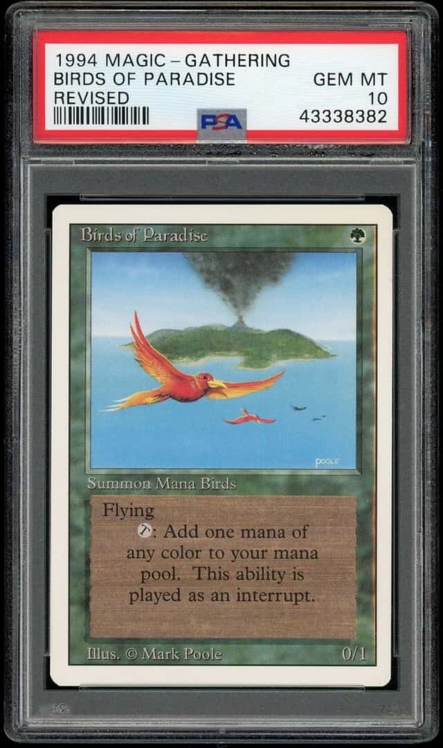 Birds of Paradise