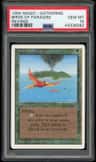 Birds Of Paradise