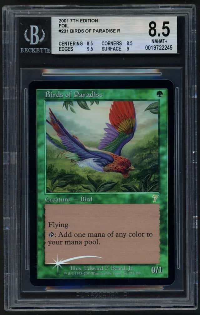Birds Of Paradise