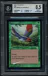 Birds Of Paradise