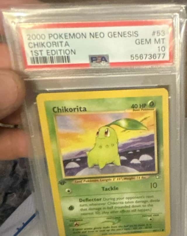Chikorita