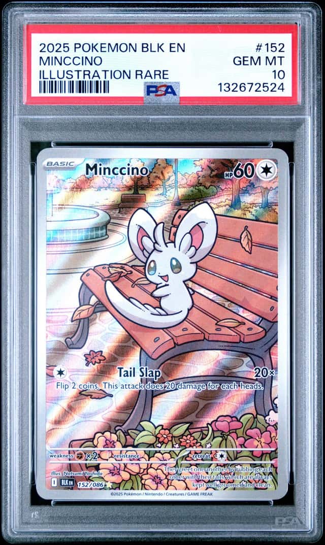 Minccino
