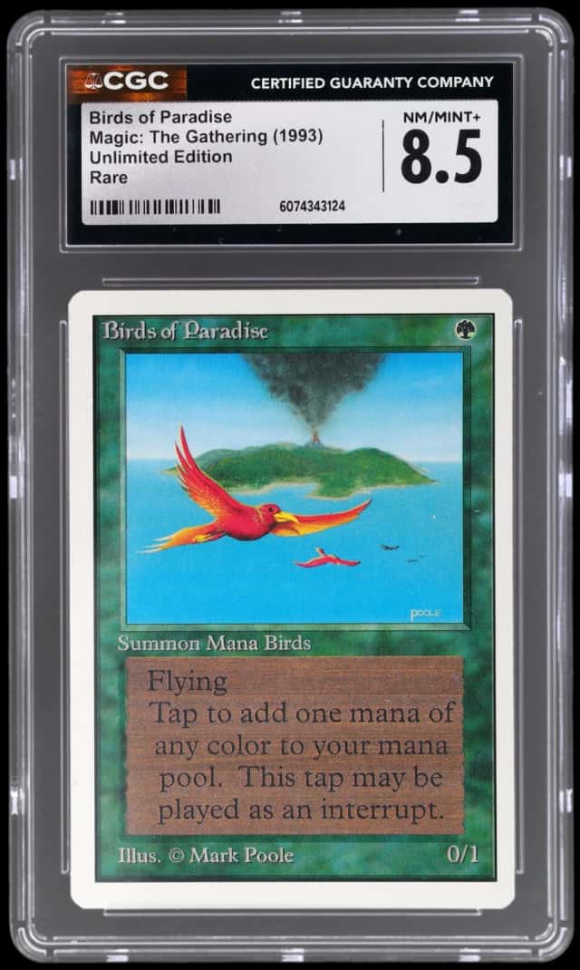 Birds of Paradise