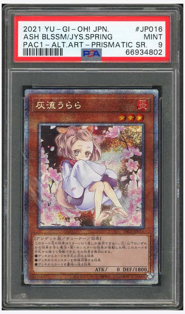 ASH BLSSM/JYS.SPRING