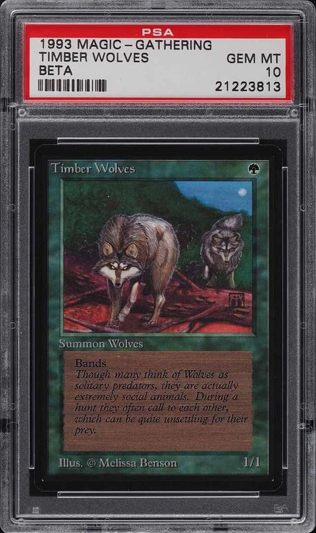 Timber Wolves