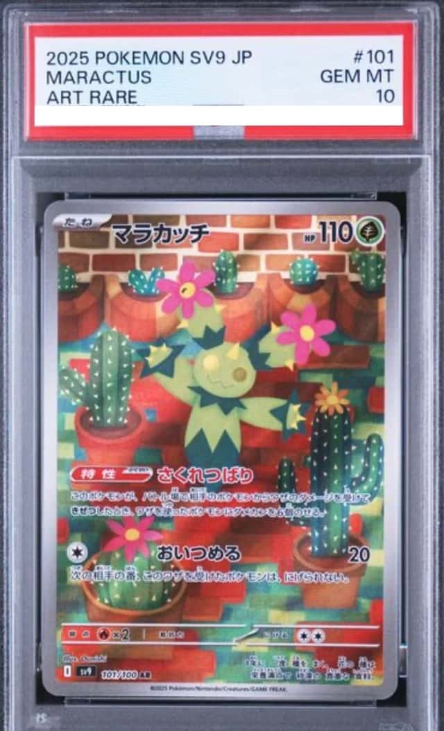 Maractus
