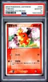 Torchic