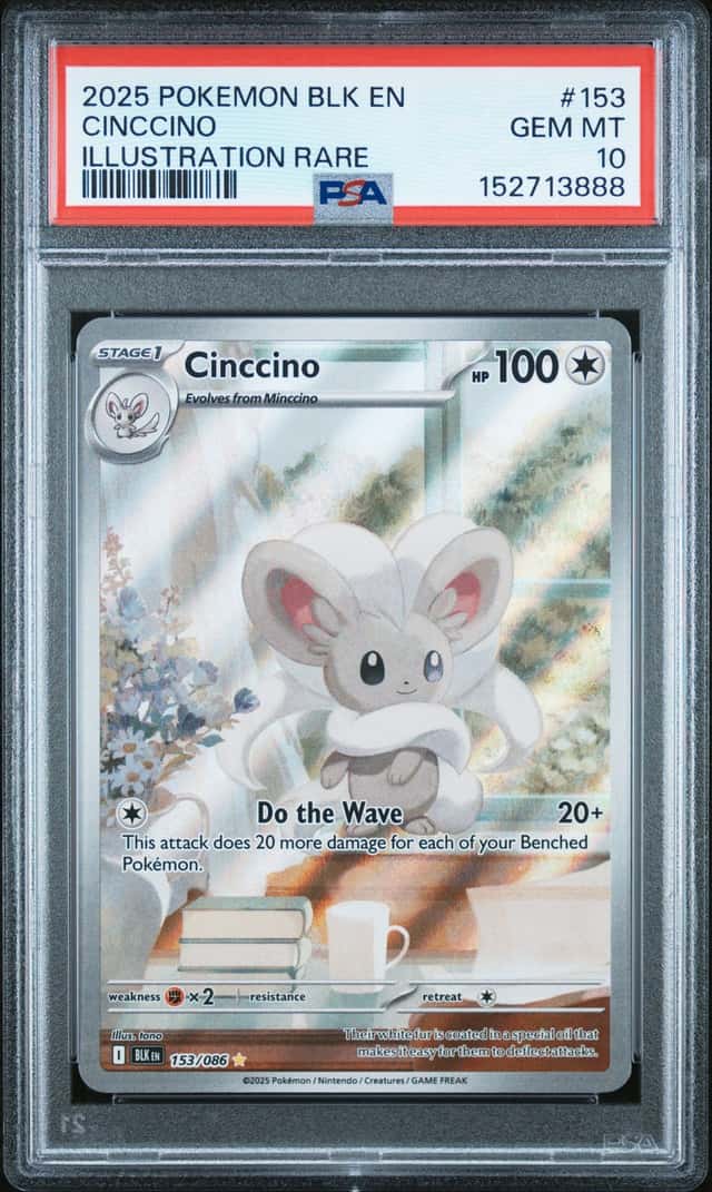 Cinccino