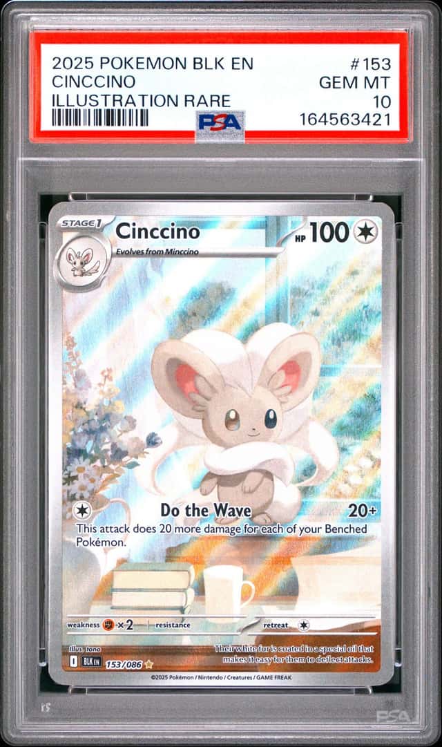 Cinccino
