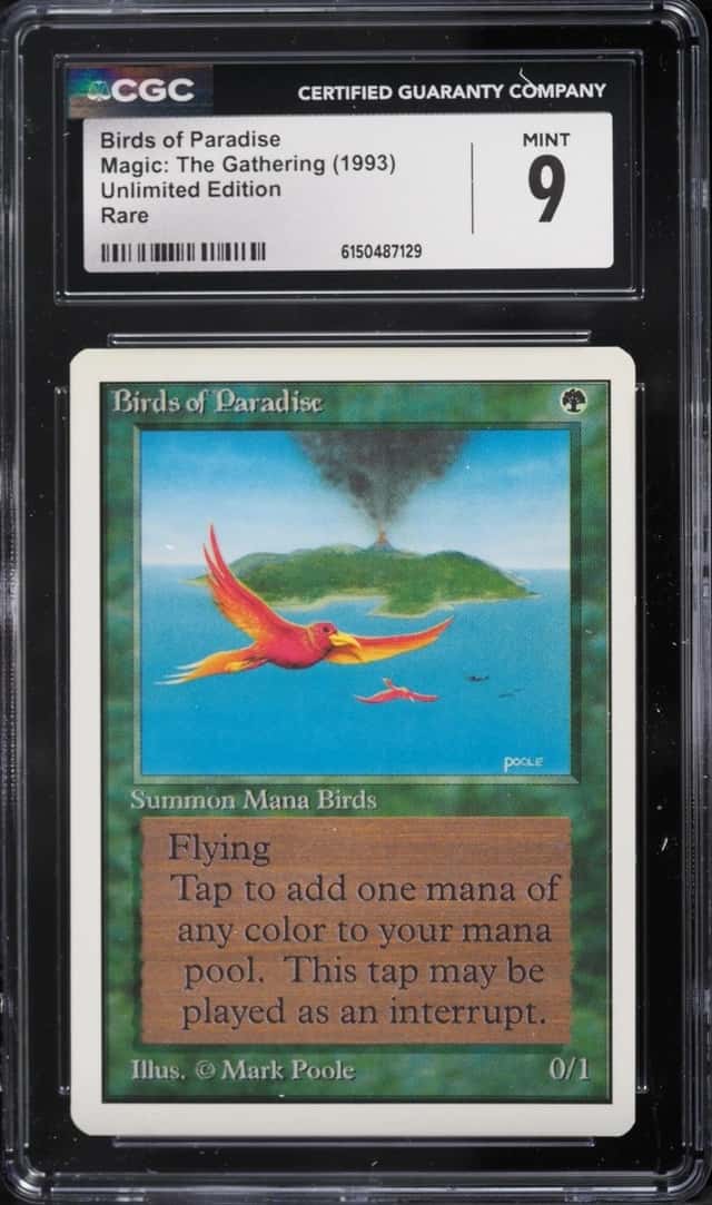 Birds of Paradise