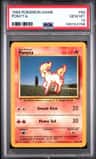 Ponyta