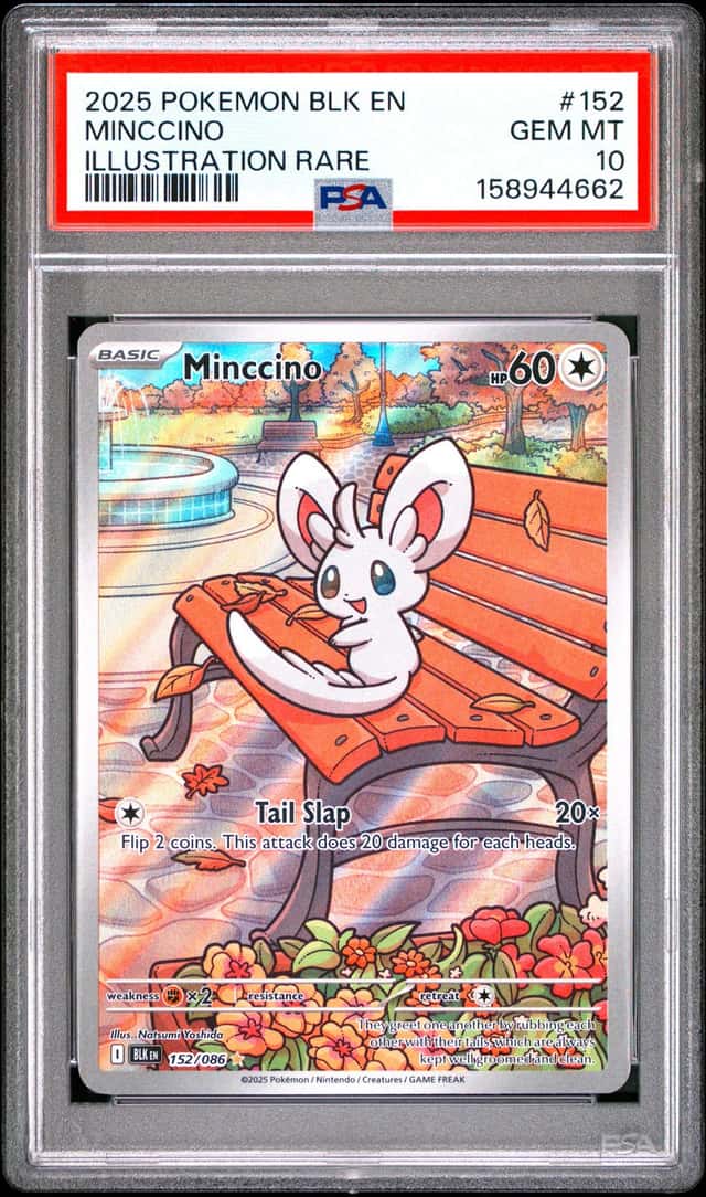 Minccino