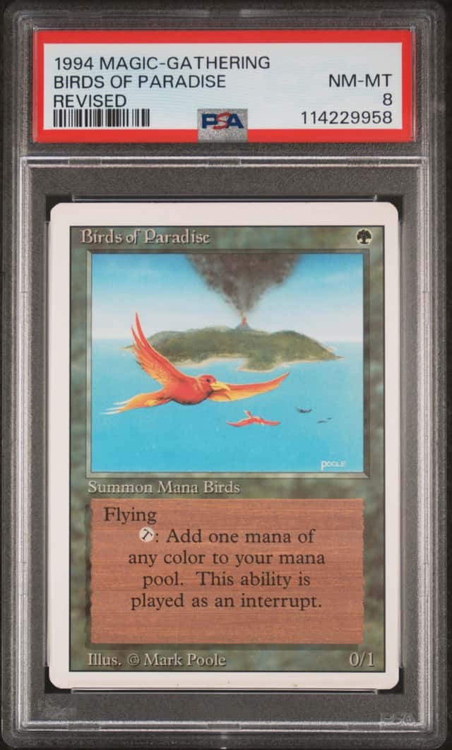Birds of Paradise