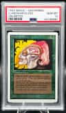 Llanowar Elves