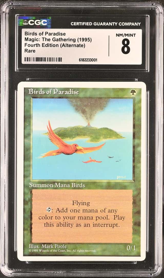 Birds Of Paradise