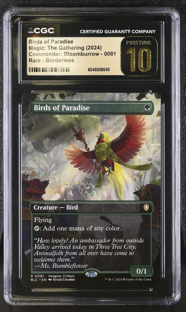 Birds of Paradise