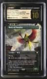 Birds Of Paradise