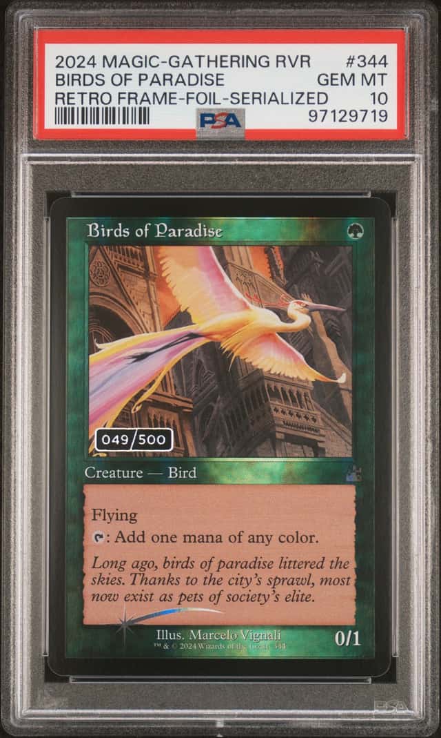 Birds Of Paradise