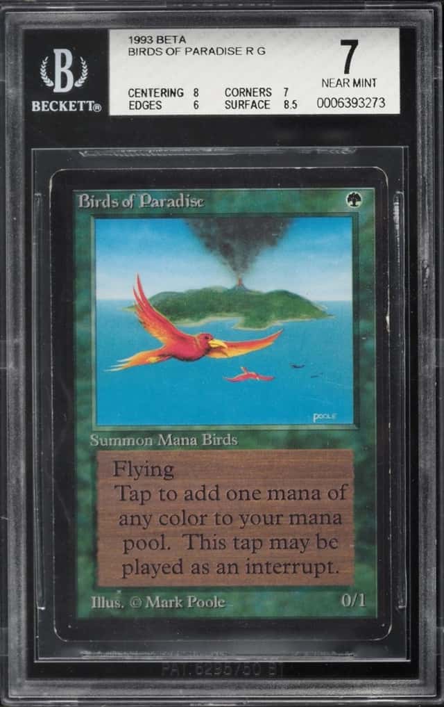 Birds of Paradise