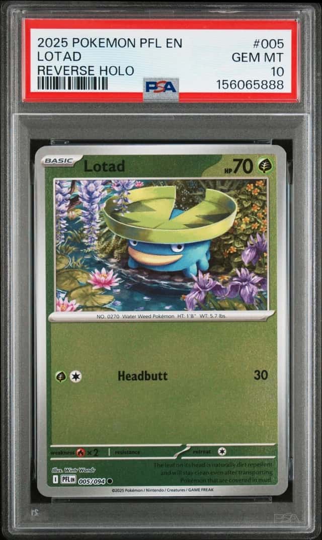 Lotad