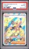 Canari