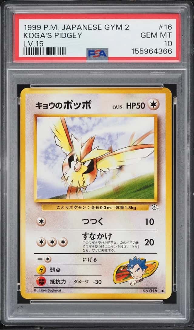 Koga's Pidgey