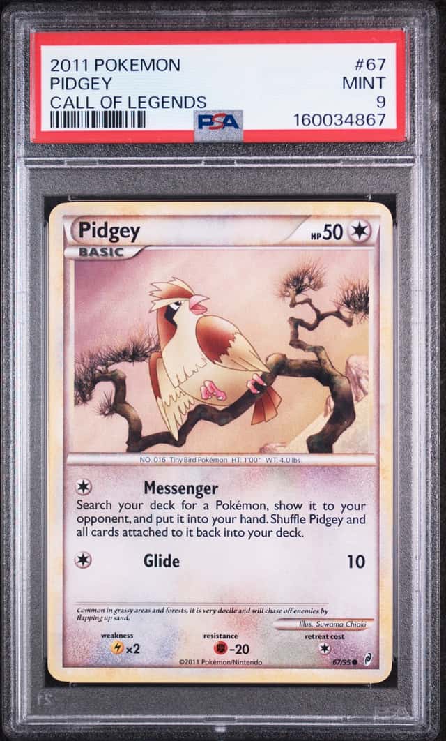 Pidgey