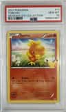 Torchic