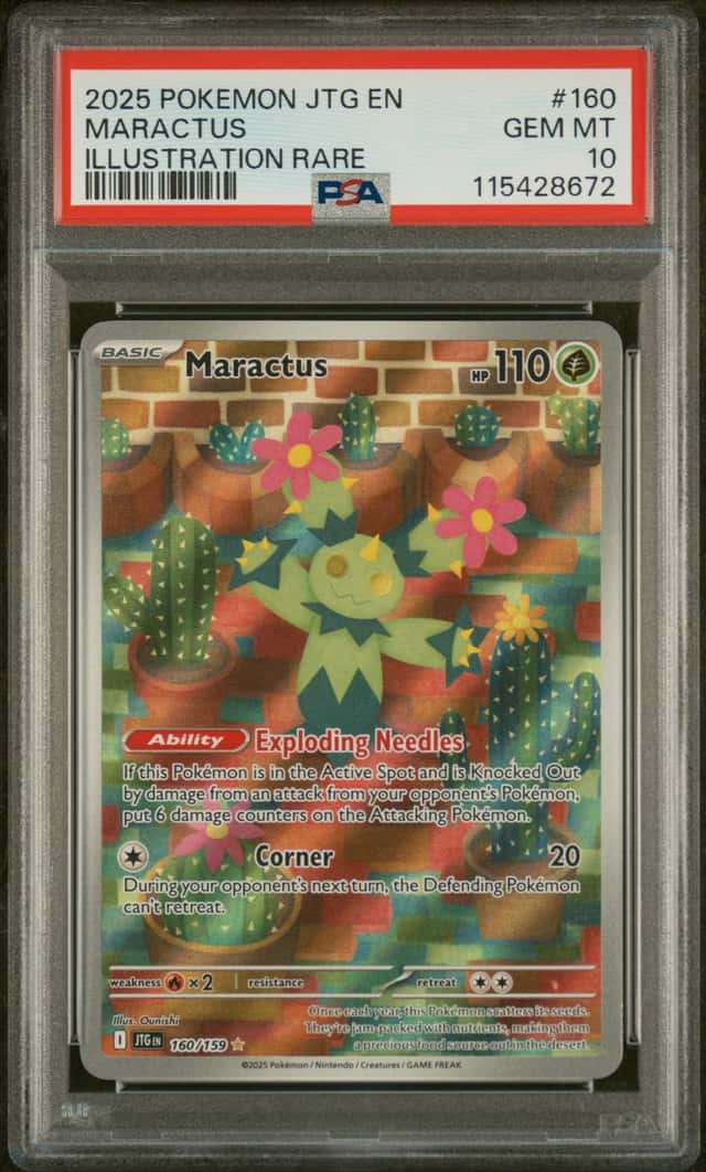 Maractus