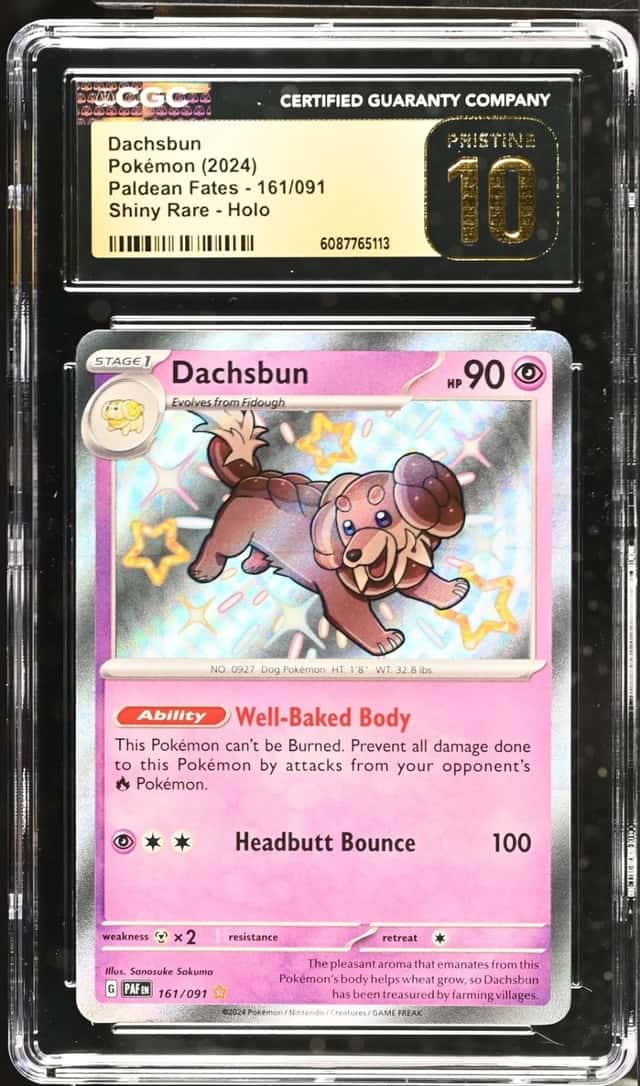 Dachsbun