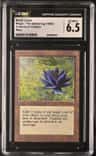 Black Lotus