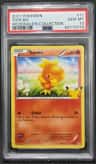 Torchic