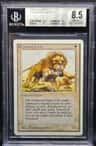 Savannah Lions