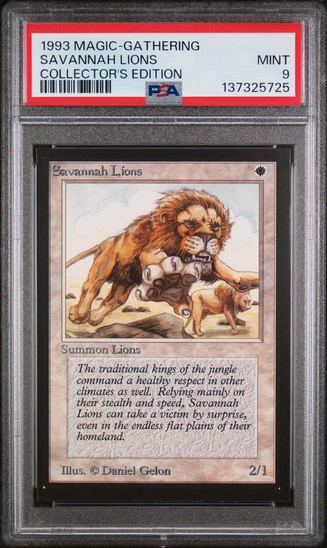 Savannah Lions